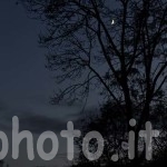 Albero-notte