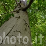 albero