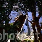 controluce-gatto