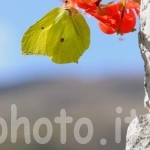 farfalla-gialla