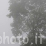frassino-nebbia