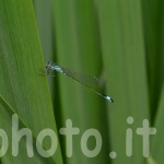 libellula