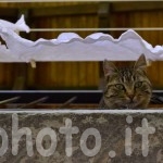 miau