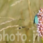 turchese