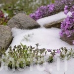 Phlox-disgelo