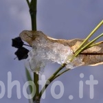 Tiglio-con-neve