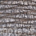 Tronco-di-una-palma