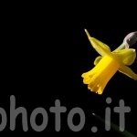 narciso