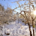giardino-nevicata