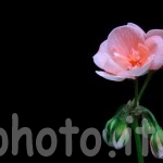 Geranio-rosa
