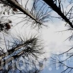 alberi-bruciati